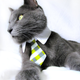 Illustration for article titled Cat Neckties Are Things That Exist; Are Popular